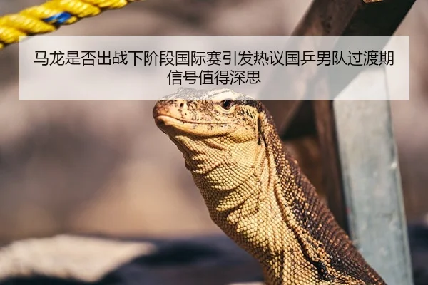 马龙是否出战下阶段国际赛引发热议国乒男队过渡期信号值得深思
